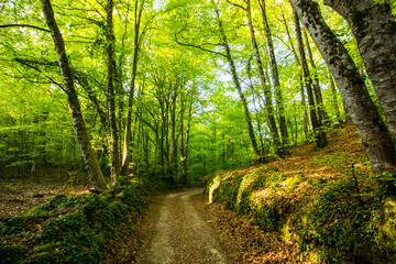 Obraz premium Spring sunrise in La Fageda D En Jorda Forest, La Garrotxa, Spai