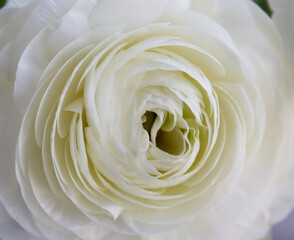 White tender ranunculus flower close-up