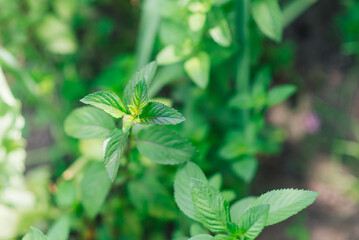 Mentha piperita ( mint variety), a plant in the garden