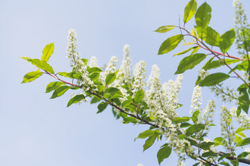 Prunus padus, known as bird cherry, hackberry, hagberry, or Mayday tree, is a flowering plant in the rose family Rosaceae. The branches of a blossoming tree. Blurring background..