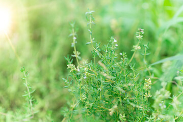Thyme plant in the garden. Organic fresh herb. Herbaceous plant thyme ordinary. Farming in the village.	