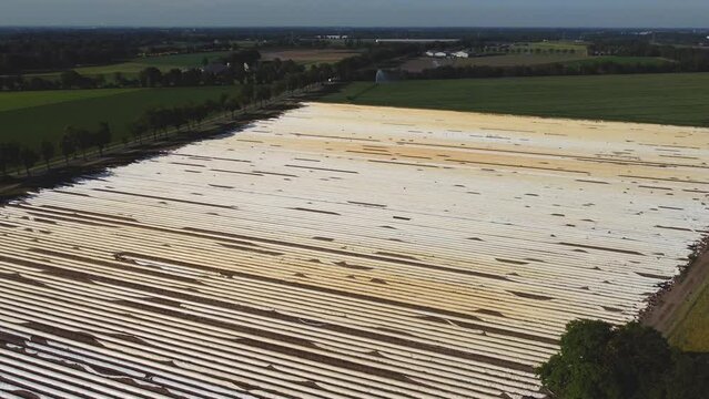 Amazing scenery of asparagus field in the netherlands lines symmetrical drone
