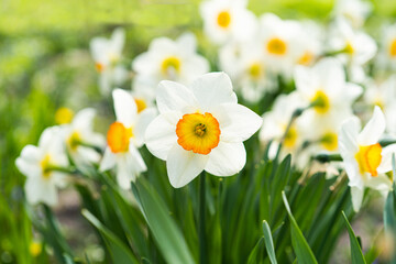 Spring flowers. Close up of narcissus flowers blooming in a garden. Daffodils