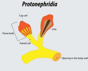 Protonephridia vector illustration drawing with layers labeled diagram
