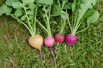 Freshly-harvested radishes on grass - rainbow variety