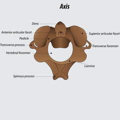 vector of Axis vertebra labeled diagram drawing