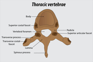 Thoracic vertebrae parts anatomy of the thoracic vertebrae labeled diagram illustration drawing - obrazy, fototapety, plakaty