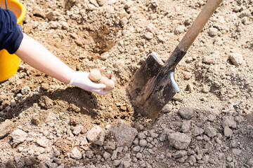 Planting potatoes in the ground. a woman planting potatoes in the ground in early spring. Early spring preparation for the garden season. Potato tubers are ready to be planted in the soil.