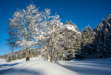 tree in snow-covered meadow on sunny day. Adamello Brenta Natural Park, Trentino Alto Adige, northern Italy, Europe
