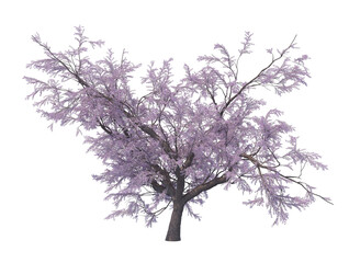 Blossoming sacura tree isolated transparent background 3d rendering
