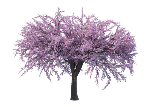 Blossoming sacura tree isolated transparent background 3d rendering
