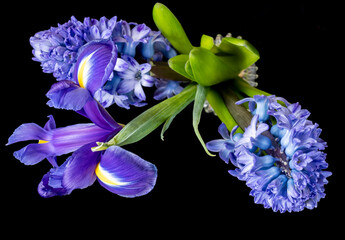 Hyacinths and Iris on a black background