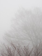 霧に包まれる冬枯れの木々