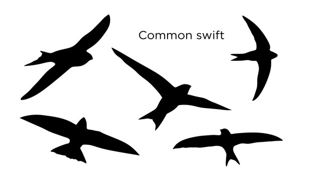 Silhouette of birds in flight. Common swift birds in flying isolated on white background. Swifts Silhouettes vector 