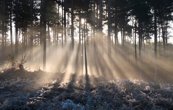 UK, England, Surrey, Forest sunbeams winter Esher Common