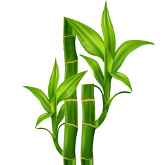 Fototapeta na wymiar Bamboo Natural Moisture Skin Care Cosmetic.