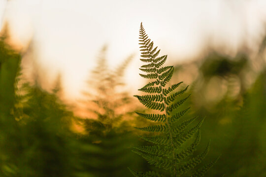 Close-up of ferns growing against sky during sunset