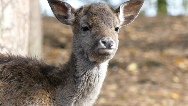 Damwild im Wald