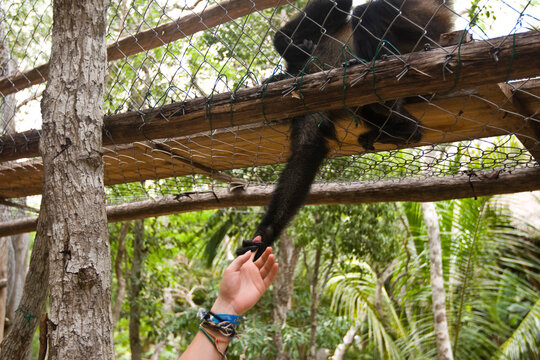 A young woman reaches out to a monkey in Mexico.