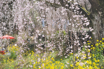 満開に咲いた身延のしだれ桜と菜の花の風景 福岡県うきはの観光名所 法華原の大しだれ桜