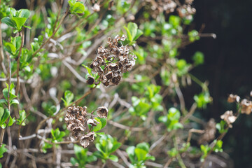 夏を過ぎてそのまま茶色く枯れた紫陽花の花