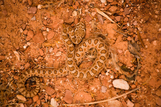 A rattlesnake in Blue John Canyon located in southeast Utah.