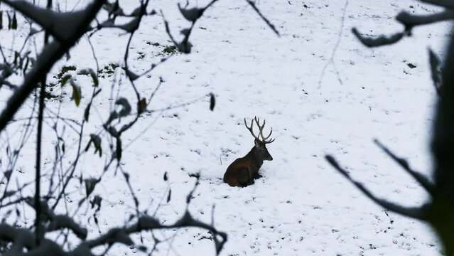 Rothirsch im Wald