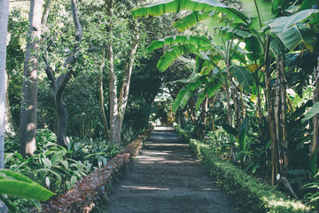 Trees and plants in the botanical garden. Dense green vegetation in the botanical garden. Puerto de la Cruz. Tenerife. Spain.