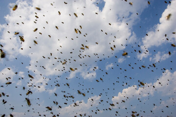 Swarm bee research, Appledore Island, Maine.