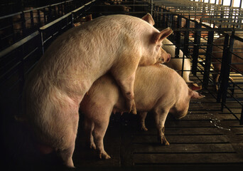 Pigs during sexual intercourse