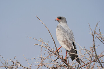 Pale Chanting Goshawk (Melierax canorus) perched in a tree in Etosha National Park, Namibia