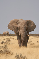 Fototapeta na wymiar Large male African Elephant (Loxodonta africana) feeding in the dry arid landscape of Etosha National Park, Namibia