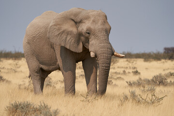 Naklejka na ściany i meble Large male African Elephant (Loxodonta africana) feeding in the dry arid landscape of Etosha National Park, Namibia
