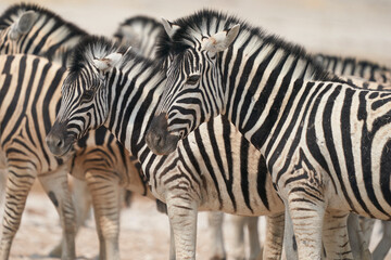 Fototapeta na wymiar Burchell's Zebra (Equus burchellii) waiting to get to a waterhole in Etosha National Park, Namibia