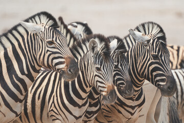 Obraz na płótnie Canvas Burchell's Zebra (Equus burchellii) waiting to get to a waterhole in Etosha National Park, Namibia
