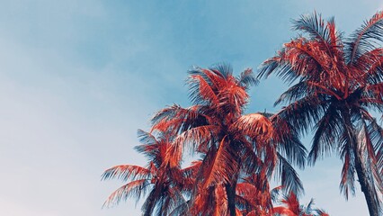 red palm with blue sky background 