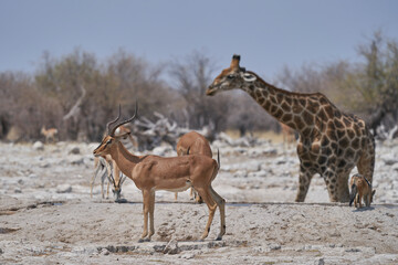 Black-faced Impala (Aepyceros melampus petersi), Giraffe and Black-backed Jackal at  a waterhole in Etosha National Park, Namibia