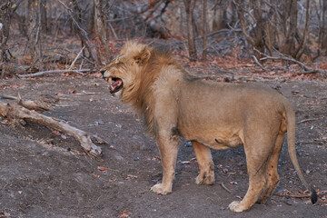 Male African Lion (Panthera Leo) resting before heading off to hunt as dusk approaches in Ongava Game Reserve, Namibia