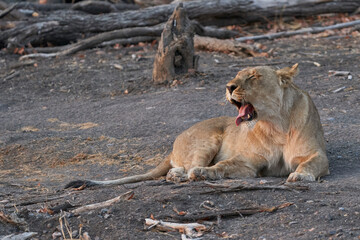 Female African Lion (Panthera Leo) resting before heading off to hunt as dusk approaches in Ongava Game Reserve, Namibia