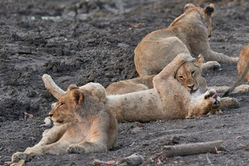 Group of African Lion cubs (Panthera Leo) at a waterhole in Ongava Game Reserve, Namibia