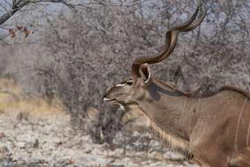 Male Greater Kudu (Tragelaphus strepsiceros) walking through woodland to a waterhole in Etosha National Park, Namibia