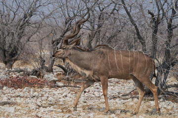 Male Greater Kudu (Tragelaphus strepsiceros) walking through woodland to a waterhole in Etosha National Park, Namibia