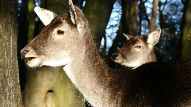 Damwild im Wald