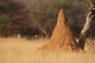 Arid landscape of central Namibia showing dried grasses and termite mound.