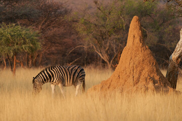 Obraz na płótnie Canvas Burchell's Zebra (Equus burchellii) in Okonjima Nature Reserve, Namibia