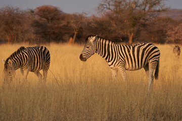 Fototapeta na wymiar Burchell's Zebra (Equus burchellii) in Okonjima Nature Reserve, Namibia