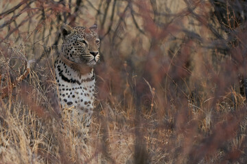 Leopard (Panthera pardus) stalking prey in Okonjima Nature Reserve, Namibia