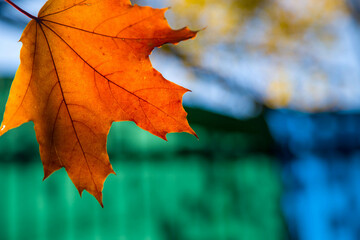 Fototapeta na wymiar Colorful landscape of golden autumn in the park.Close-up of fallen autumn leaves