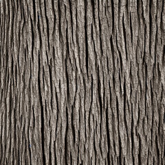 Obraz premium High-Resolution Image of Tree Bark Cortex Texture Background Showcasing the Natural Beauty and Character of Tree Bark, Perfect for Adding a Touch of Nature and Elegance to any Design