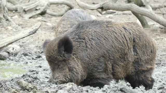 Wildschweine mit Nachwuchs